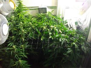 post-2216-0-13434000-1392578341_thumb.jp