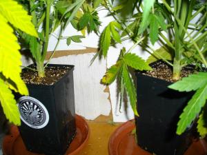 post-2216-0-47222000-1391980176_thumb.jp