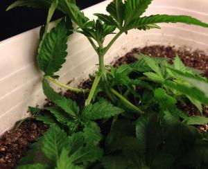 post-22179-0-04714100-1391782596_thumb.j