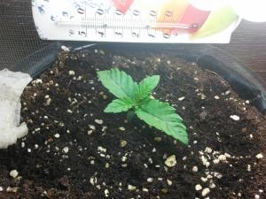 post-23181-0-40889400-1392929467_thumb.j