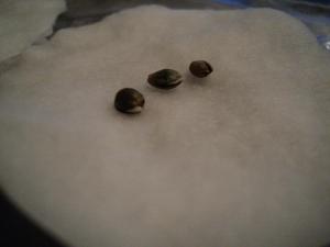 post-23181-0-90144400-1392233503_thumb.j