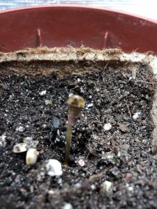 post-23181-0-95042500-1392233535_thumb.j