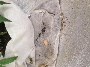 post-6634-0-10141700-1393582492_thumb.jp