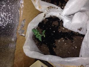 post-6634-0-17129800-1392131271_thumb.jp