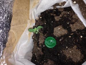 post-6634-0-29779500-1391504019_thumb.jp