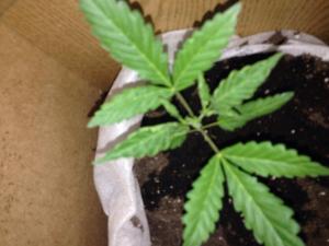 post-6634-0-48379000-1392131294_thumb.jp