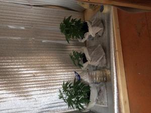 post-6634-0-74200300-1393582411_thumb.jp