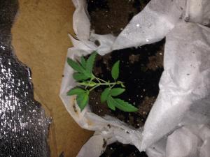 post-6634-0-86591200-1392131255_thumb.jp