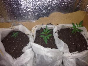 post-6634-0-89079200-1391854321_thumb.jp