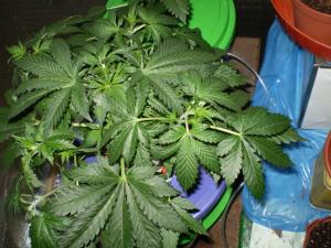 post-6717-0-57762000-1392660322_thumb.jp