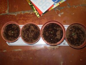 post-6717-0-69883500-1392132560_thumb.jp