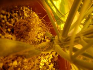 post-6717-0-83802500-1392686770_thumb.jp