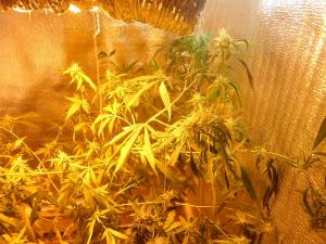 post-7259-0-10028700-1392799580_thumb.jp