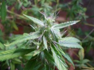 post-7259-0-22228300-1393406584_thumb.jp