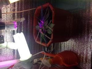 post-8495-0-95910100-1392823501_thumb.jp