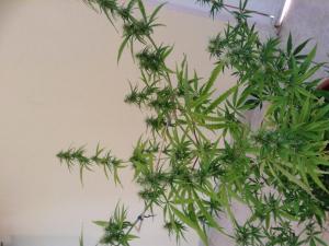 post-9757-0-11542600-1393068660_thumb.jp