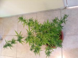 post-9757-0-50940600-1393068555_thumb.jp