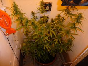 post-9757-0-90987300-1393434202_thumb.jp