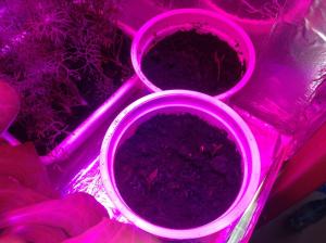 post-19759-0-22320800-1423552004_thumb.j