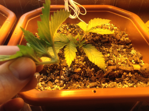 post-19759-0-78356000-1422987668_thumb.p