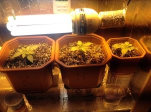 post-19759-0-96562700-1422987664_thumb.p