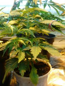 post-21499-0-06868200-1423158362_thumb.j