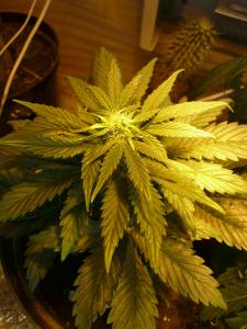 post-21499-0-71900900-1423158322_thumb.j