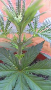 post-29392-0-74410300-1423733840_thumb.j