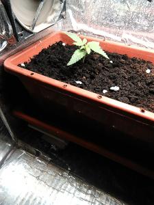 post-34744-0-39188700-1422857153_thumb.j