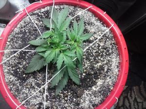 post-37711-0-99887100-1422787236_thumb.j