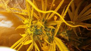 post-38560-0-58716400-1424257056_thumb.j