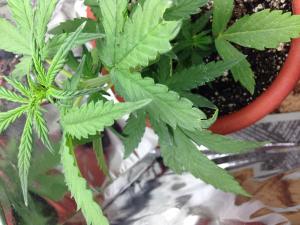 post-40358-0-68975700-1424891076_thumb.j