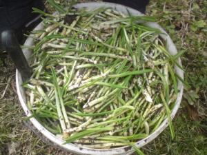 post-15935-0-71980100-1454770948_thumb.j