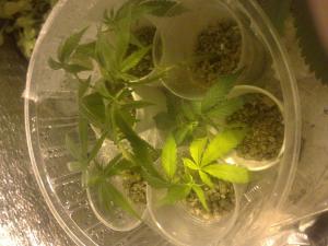 post-20904-0-50876300-1455211474_thumb.j