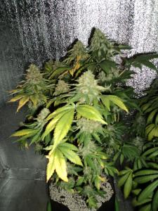 post-21539-0-13208300-1454752744_thumb.j