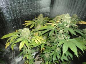 post-21539-0-15811300-1454752793_thumb.j