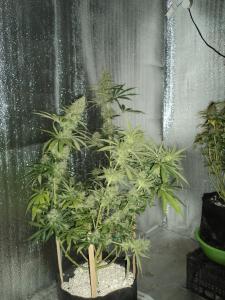 post-21539-0-50386900-1454752398_thumb.j