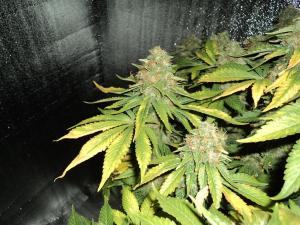 post-21539-0-88385000-1454752907_thumb.j