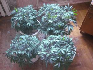 post-34926-0-15435900-1455719688_thumb.j