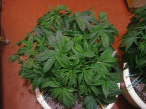 post-34926-0-45039500-1455570339_thumb.j