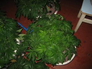 post-34926-0-58897800-1456087542_thumb.j