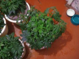 post-34926-0-61812200-1455570268_thumb.j