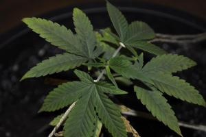 post-41631-0-84255400-1455430436_thumb.j