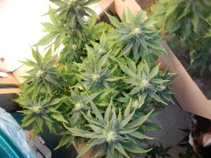 post-47613-0-15171100-1455360031_thumb.j