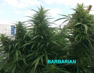 27-08-2014 barbarian5.jpg