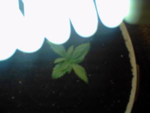 post-1496-0-07243800-1363421441_thumb.jp