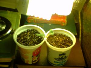 post-1496-0-28615600-1362668970_thumb.jp