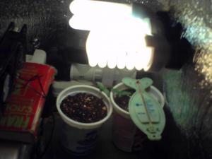 post-1496-0-62933300-1362747313_thumb.jp