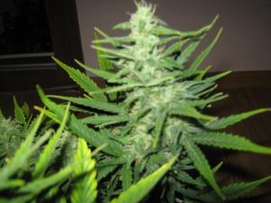 post-3677-0-88506900-1362243585_thumb.jp