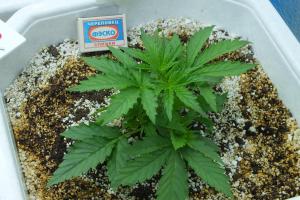 post-4354-0-71427100-1363624302_thumb.jp